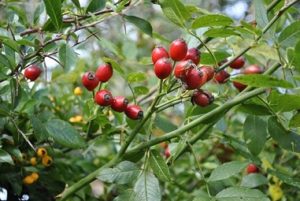 Rosehips (Rosa canina)