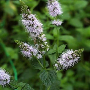 Peppermint (Mentha piperita)